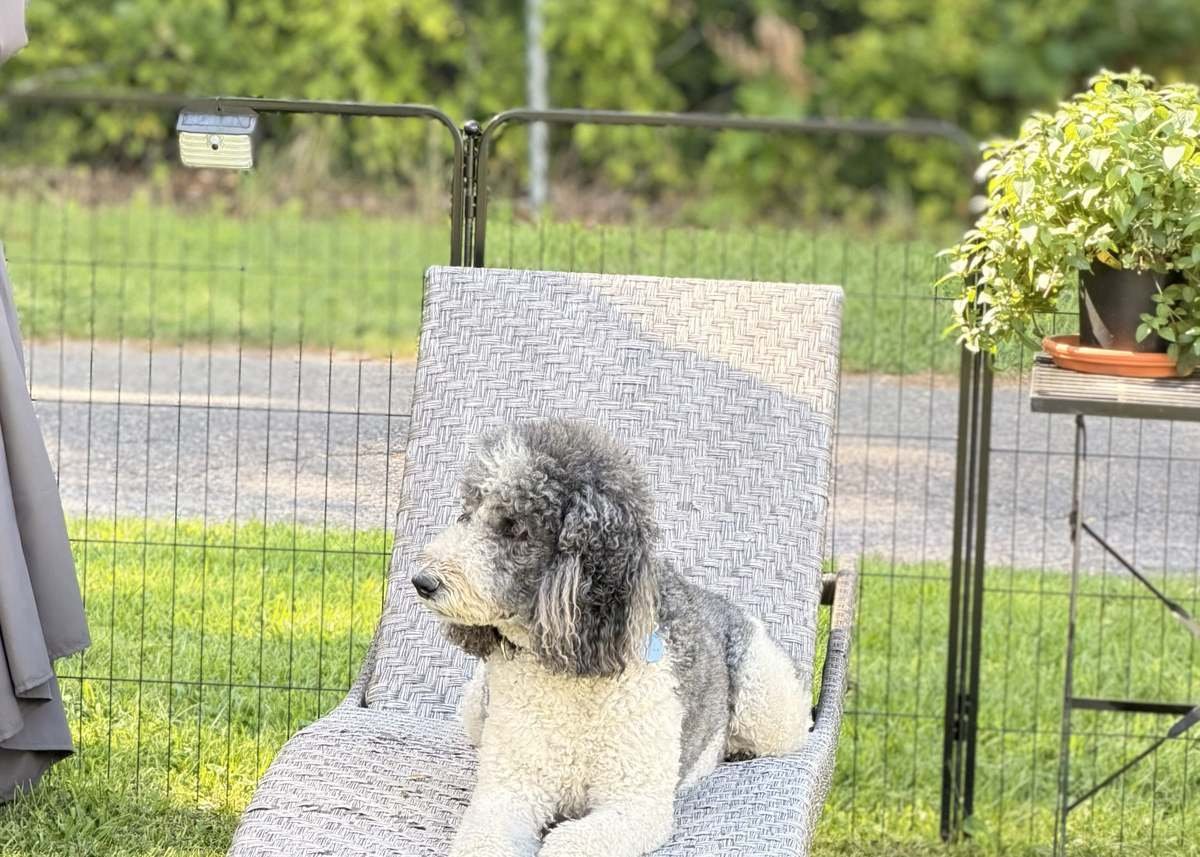A dog resting on a lounge chair at a campsite