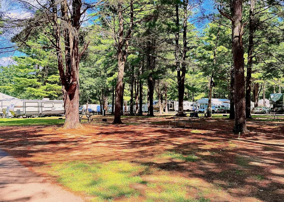 A row of RVs on shaded sites under tall pines