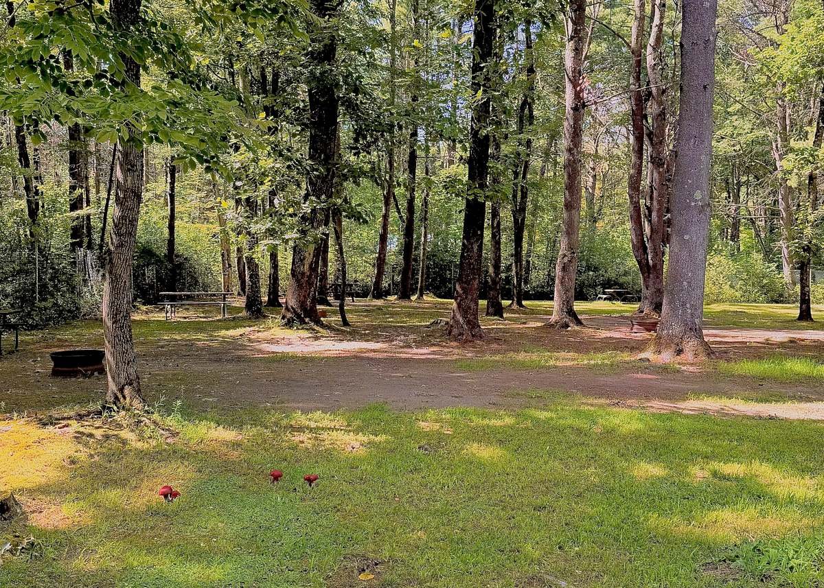 Open wooded tent sites with fire rings and picnic tables among the hardwoods